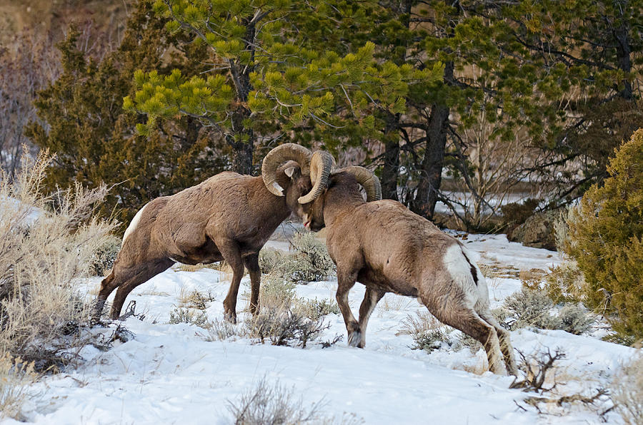 Bighorn Rams Sparring Photograph by Thomas And Pat Leeson - Fine Art ...