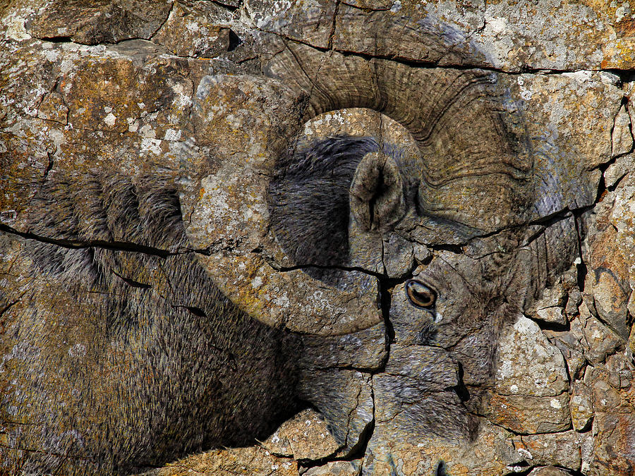 Wildlife Photograph - Bighorn Rock Art by Steve McKinzie