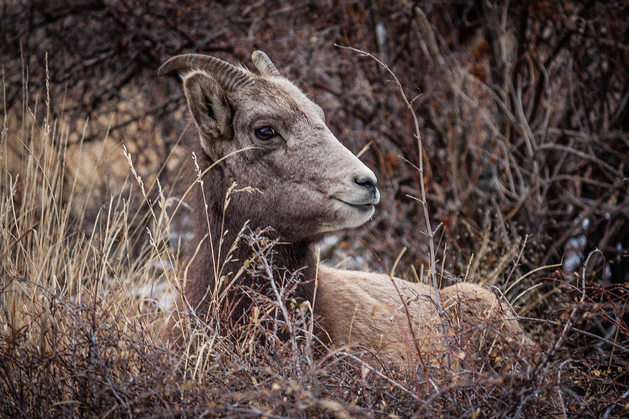 Wildlife Photograph - Bighorn Sheep 2 by Karen Saunders