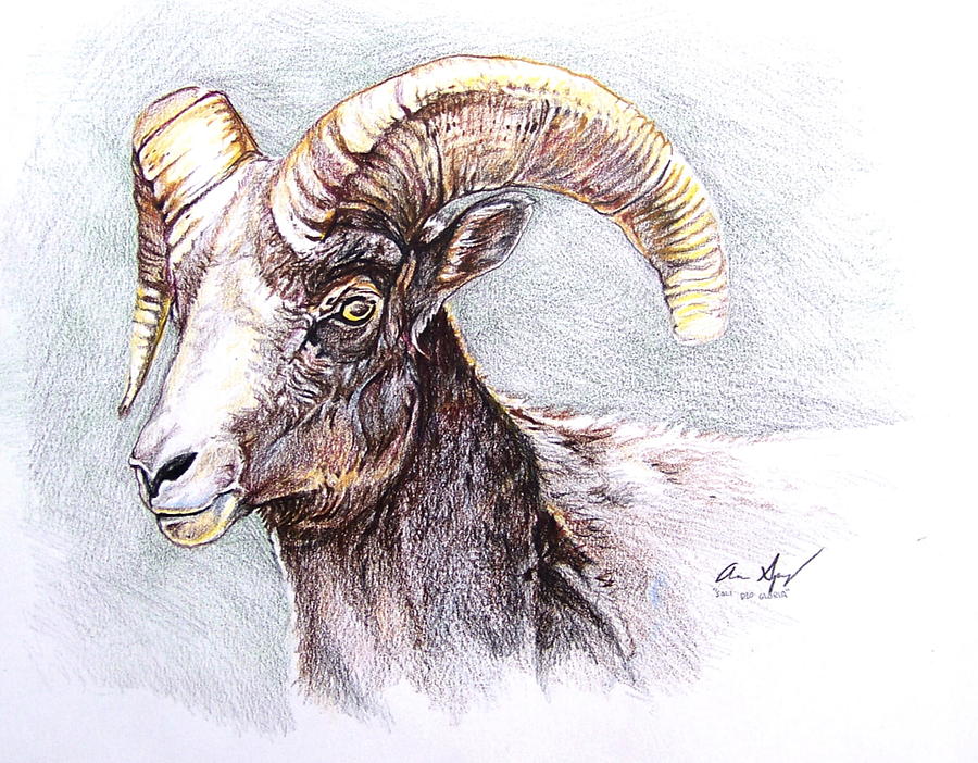 Bighorn Sheep Painting by Aaron Spong