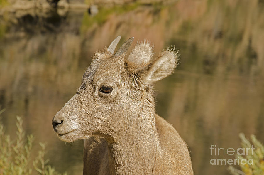 Bighorn Sheep Baby Photograph by Kelly Black