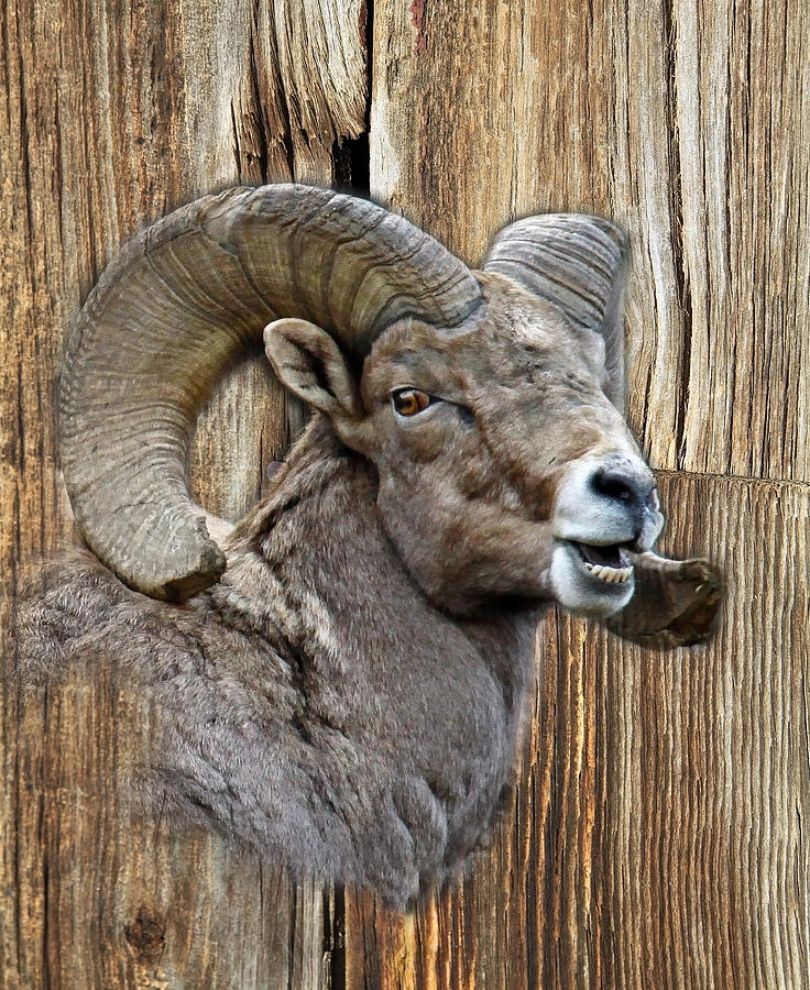 Bighorn Sheep Barnwood Photograph by Steve McKinzie