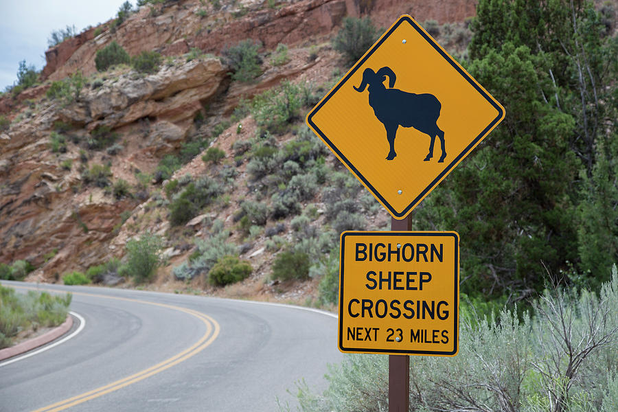 Bighorn Sheep Crossing Sign Photograph by Jim West
