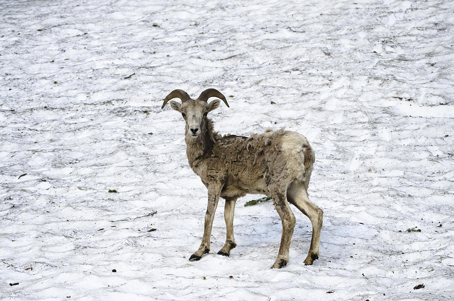 Bighorn Sheep Photograph