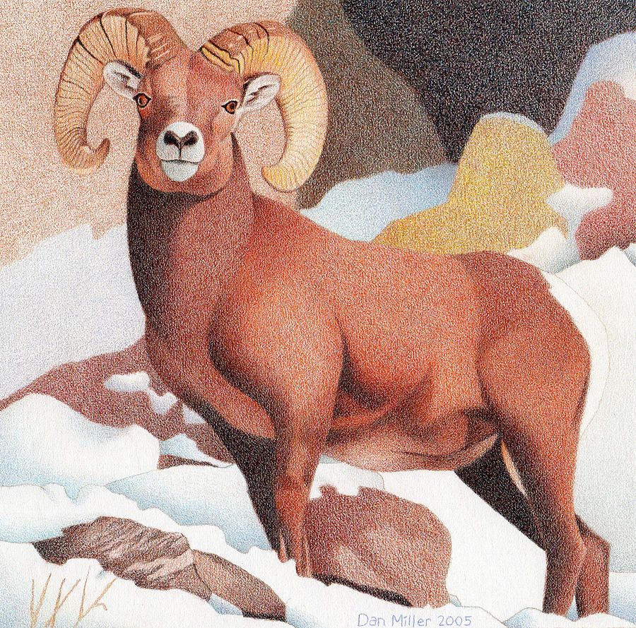 Bighorn Sheep Winter Drawing by Dan Miller