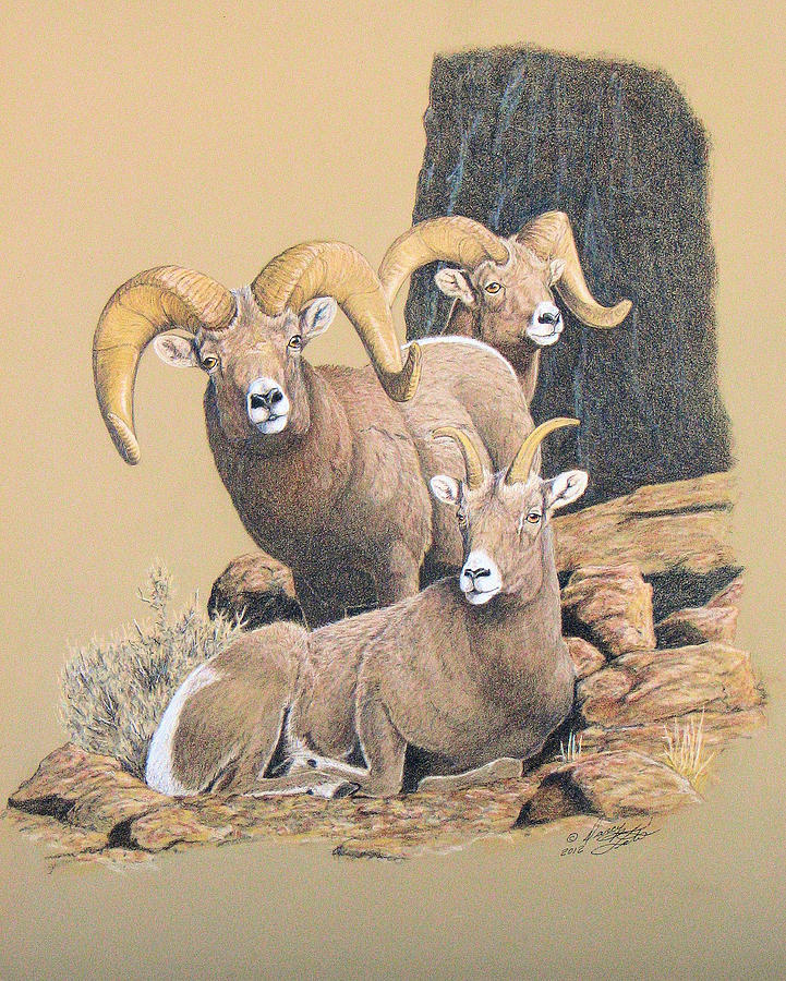 Bighorn Sheep Painting by Darcy Tate