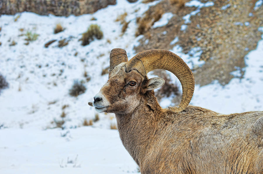 Bighorn Sheep Photograph by David Armstrong