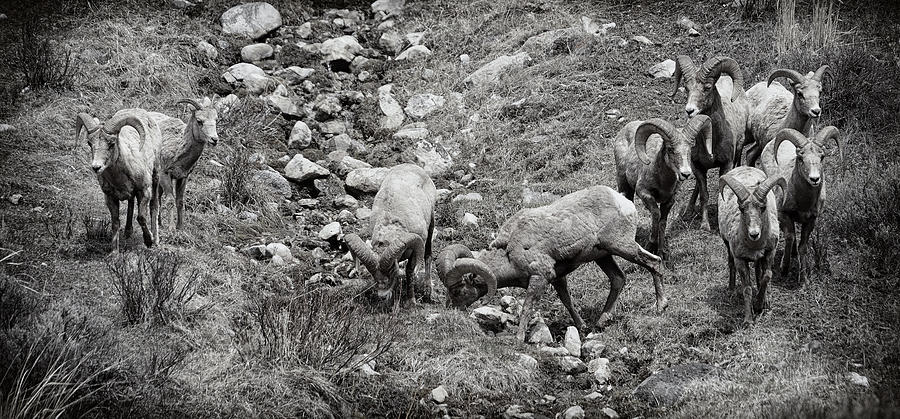 Bighorn Sheep Family Portrait Photograph by Greg Norrell