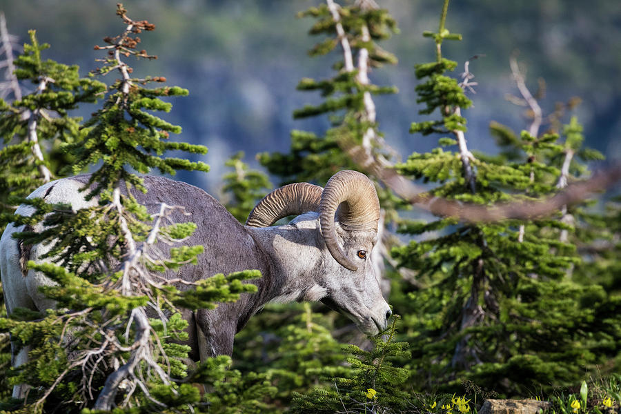 Alpine Photograph - Bighorn Sheep, Glacier National Park by Yitzi Kessock Alpine Photograph - Bighorn Sheep, Glacier National Park by Yitzi Kessock