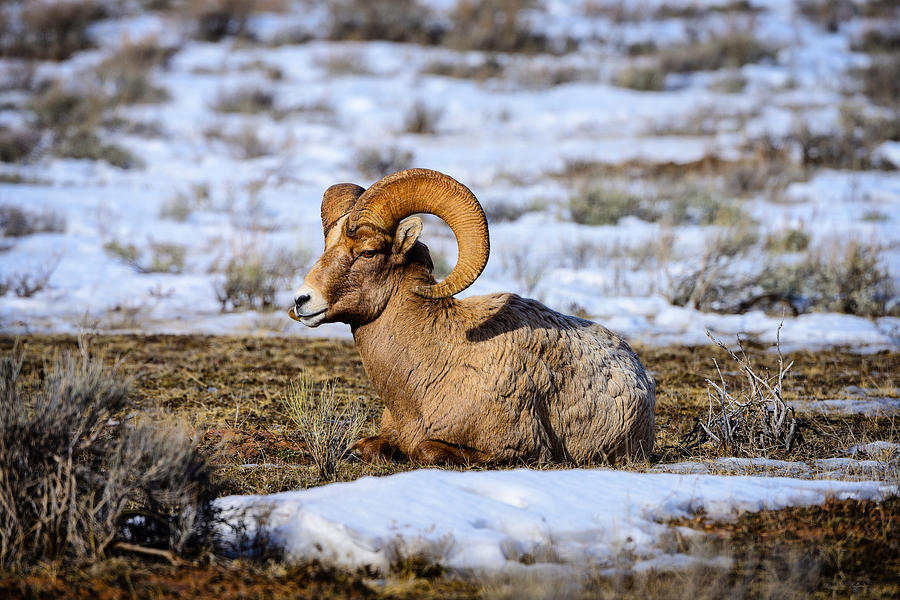 Bighorn Sheep Photograph by Greg Norrell