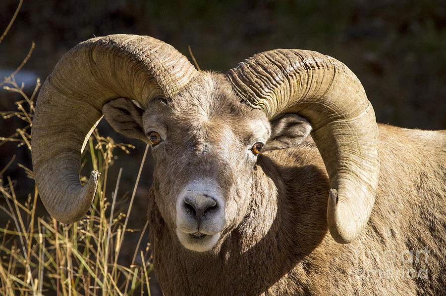 Bighorn Sheep Head Photograph by Mike Cavaroc