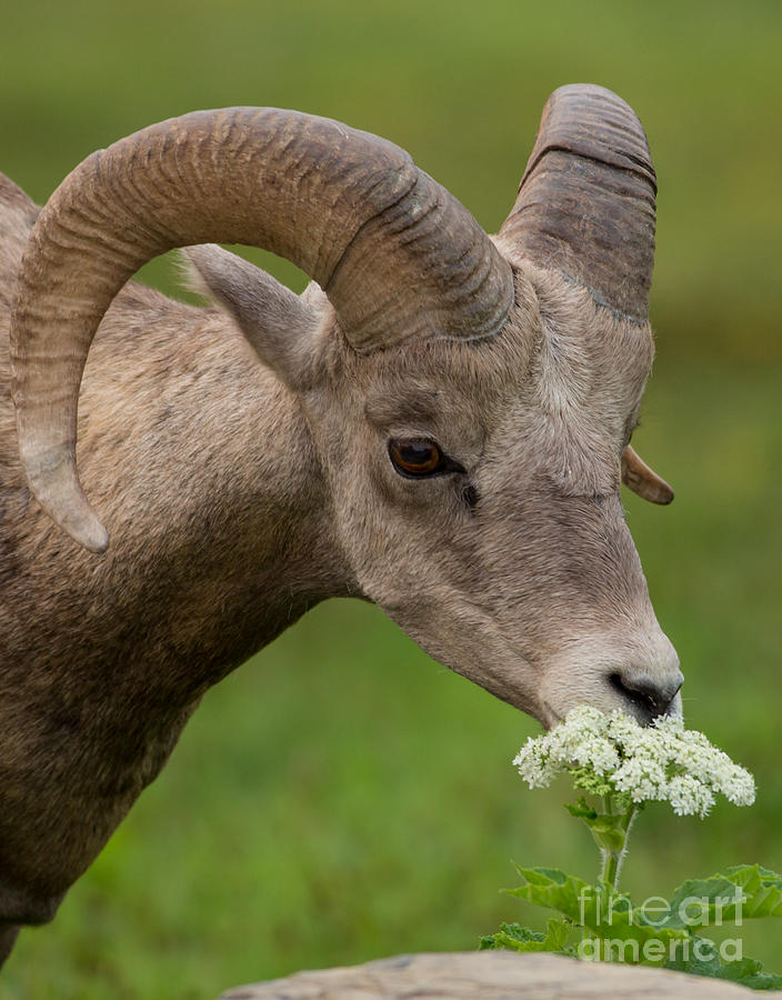 Bighorn Sheep Headshot in Glacier Photograph by Natural Focal Point Photography