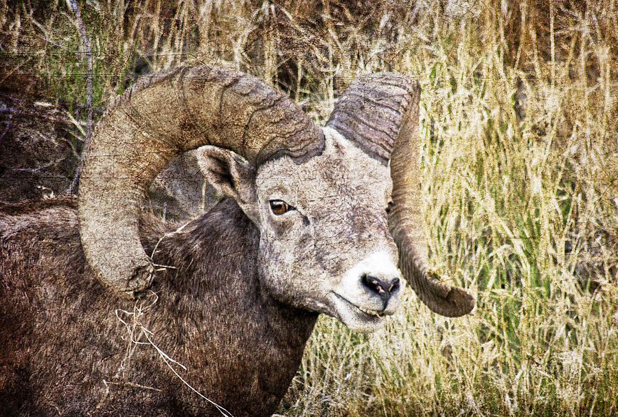 Bighorn Sheep In Field Photograph by Athena Mckinzie