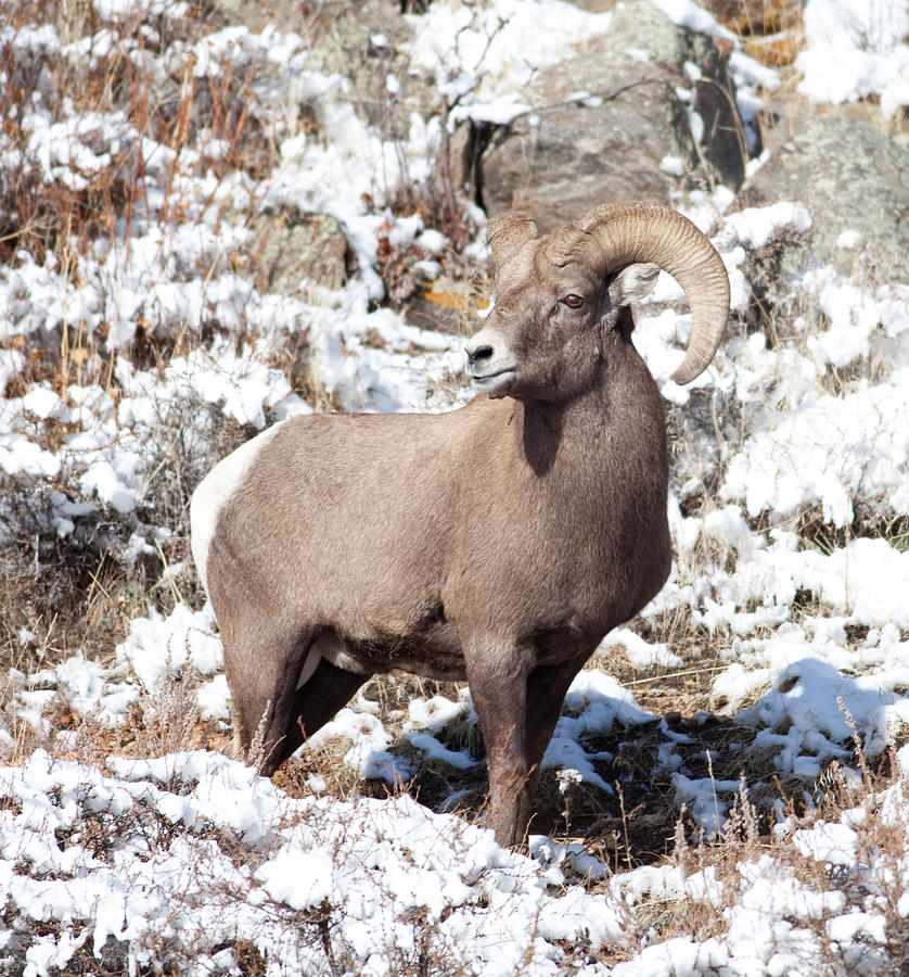 BigHorn Sheep in Rocky Mountain National Park Photograph by Natural Focal Point Photography
