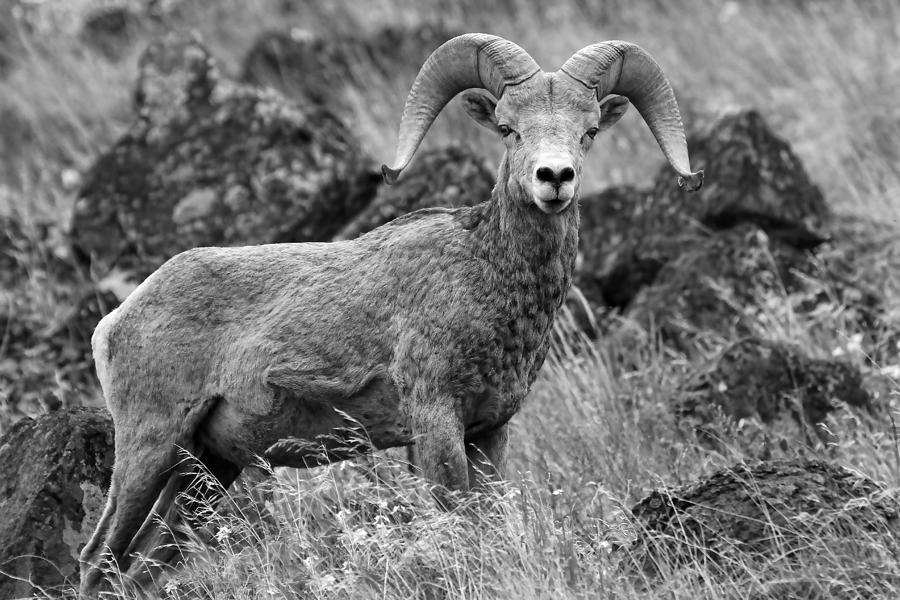 Bighorn Sheep Mountain Photograph by Athena Mckinzie