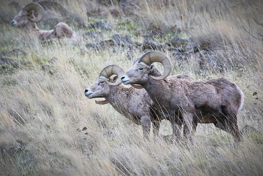 Bighorn Sheep On Alert Photograph by Athena Mckinzie