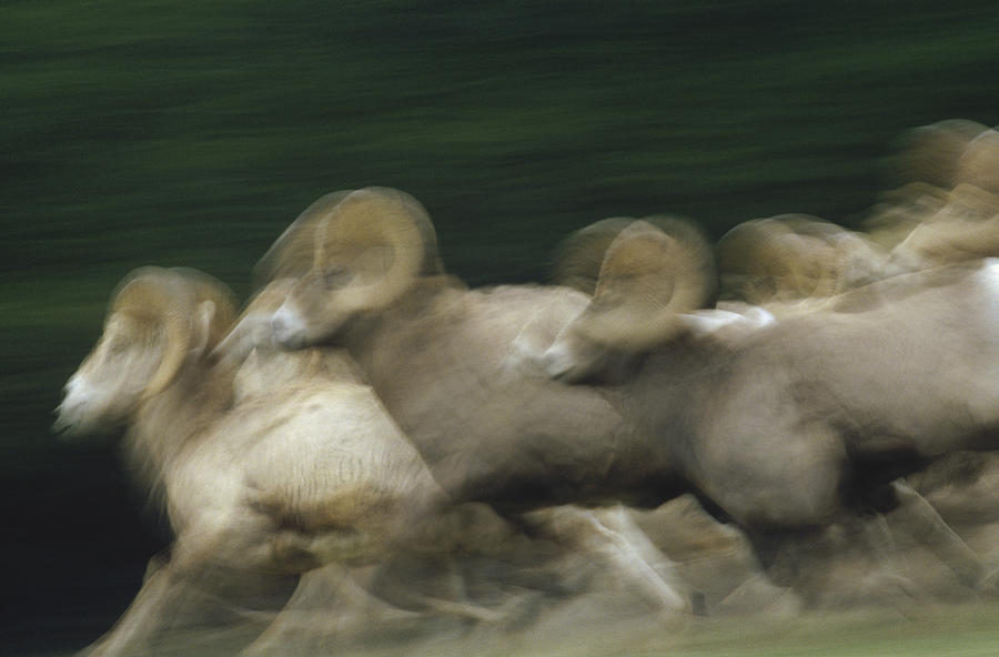 Bighorn Sheep Ovis Canadensis Herd Photograph by Tim Fitzharris