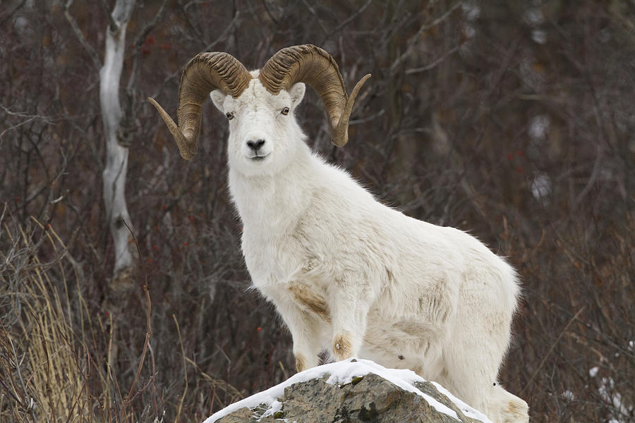 Bighorn Sheep Ovis Canadensis Standing Photograph by Doug Lindstrand ...