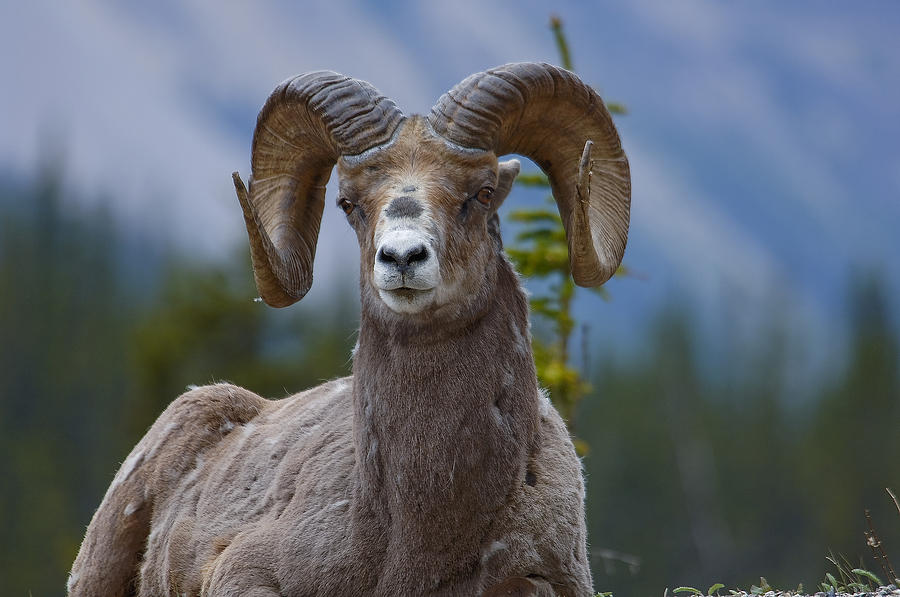 Bighorn Sheep Portrait #1 Photograph by David Marr - Fine Art America