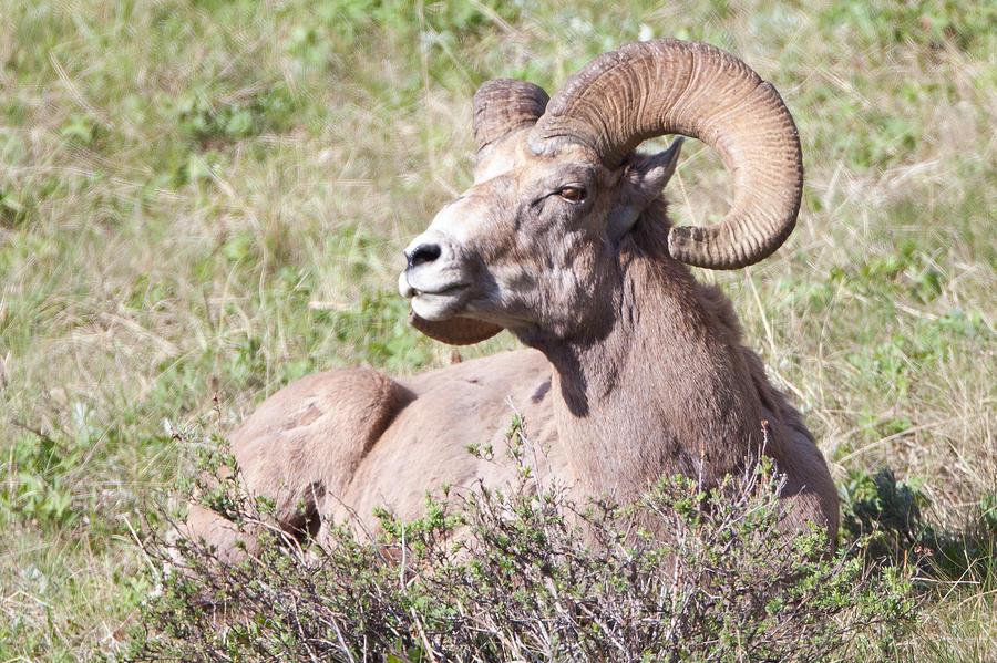 Bighorn Sheep Ram at Yellowstone Photograph by Natural Focal Point ...