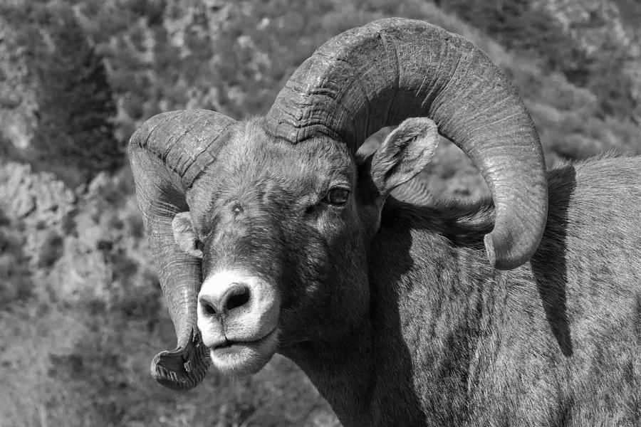 Bighorn Sheep Ram Black and White Photograph by Tony Hake