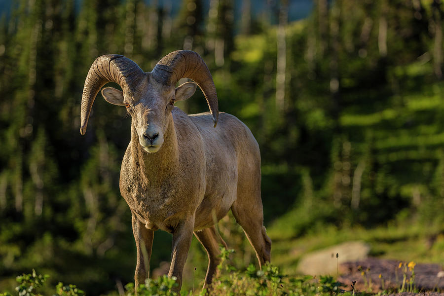 Bighorn Sheep Ram In Glacier National Photograph by Chuck Haney - Fine ...