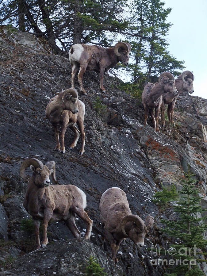 Bighorn Sheep - Rocky Mountains Photograph by Phil Banks
