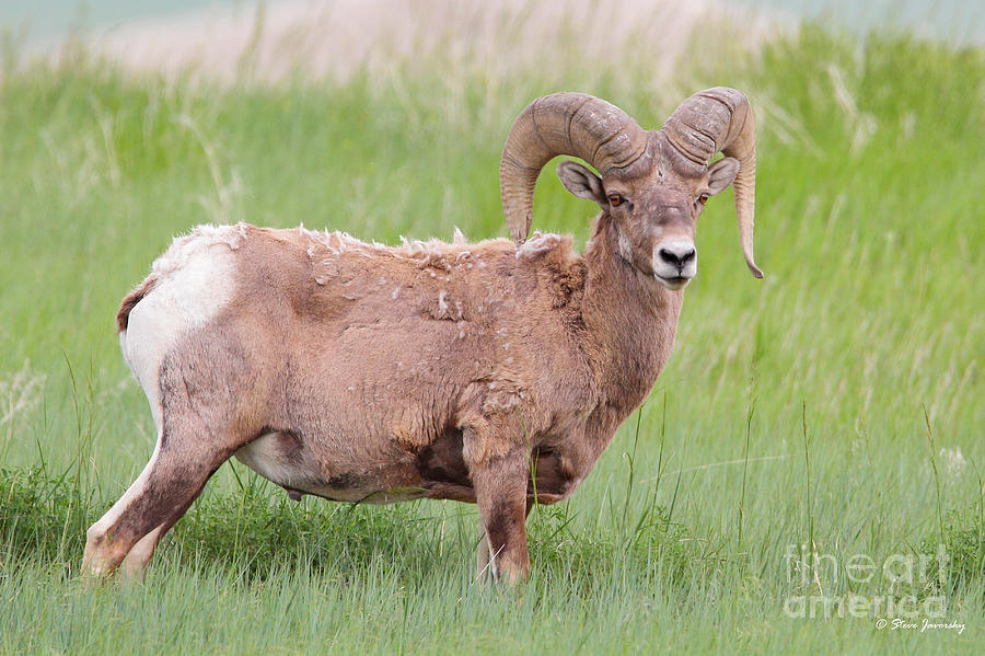 Bighorn Sheep Photograph by Steve Javorsky