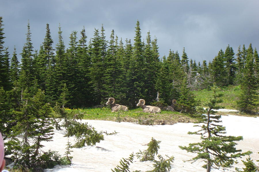 Bighorn Sheep Photograph by Susan Woodward