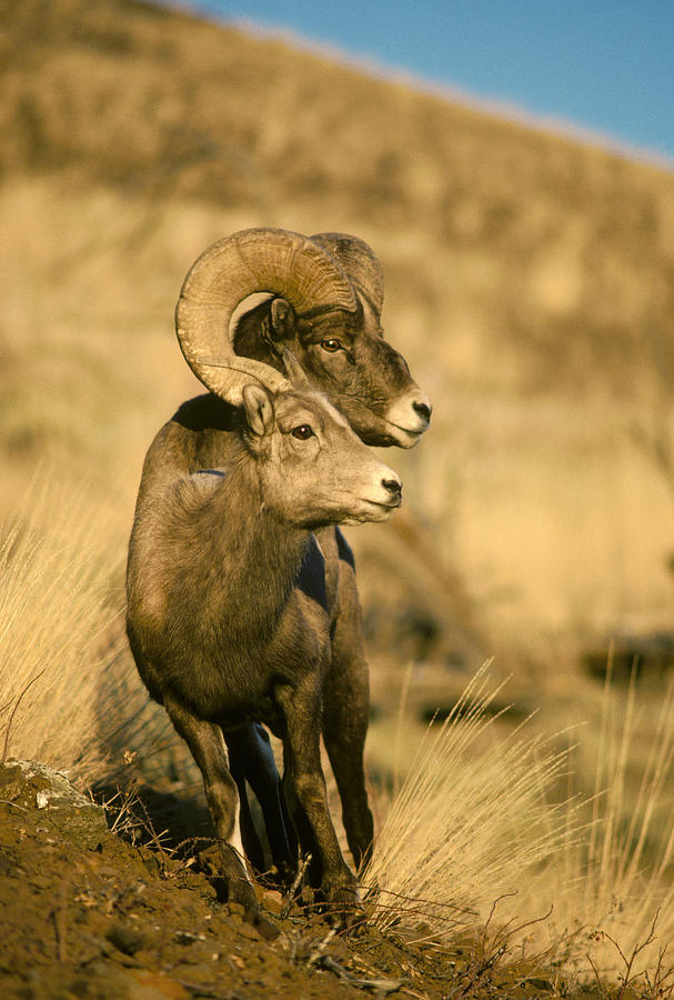 Bighorn Sheep Yellowstone Np Wyoming Photograph by Michael Quinton Bighorn Sheep Yellowstone Np Wyoming Photograph by Michael Quinton