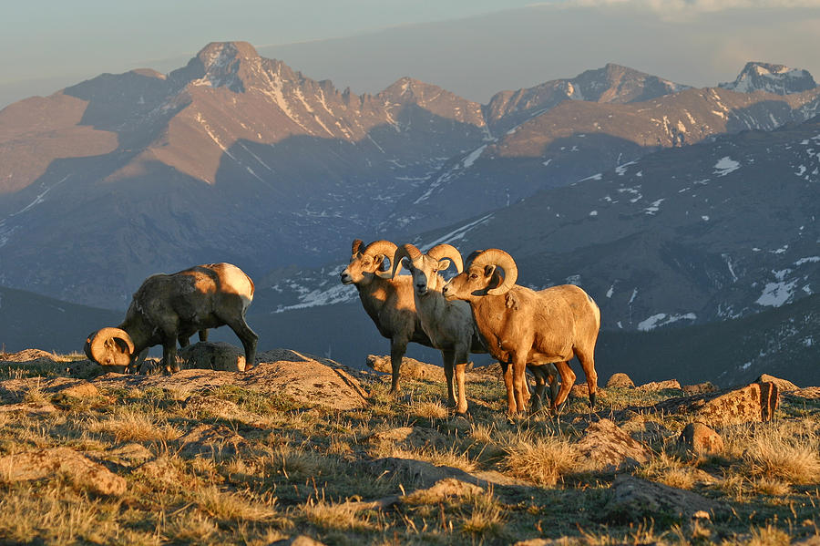 Rocky Mountain National Park Photograph - Bighorn Under Longs Peak by Robert Yone Rocky Mountain National Park Photograph - Bighorn Under Longs Peak by Robert Yone