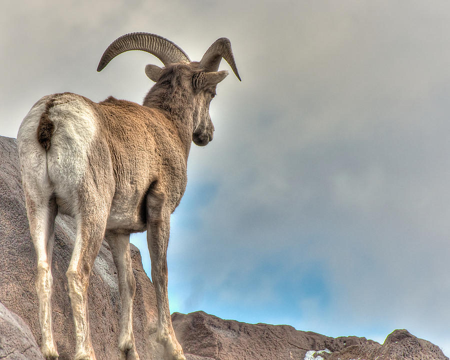 Bighorn Viewing Photograph by Britt Runyon