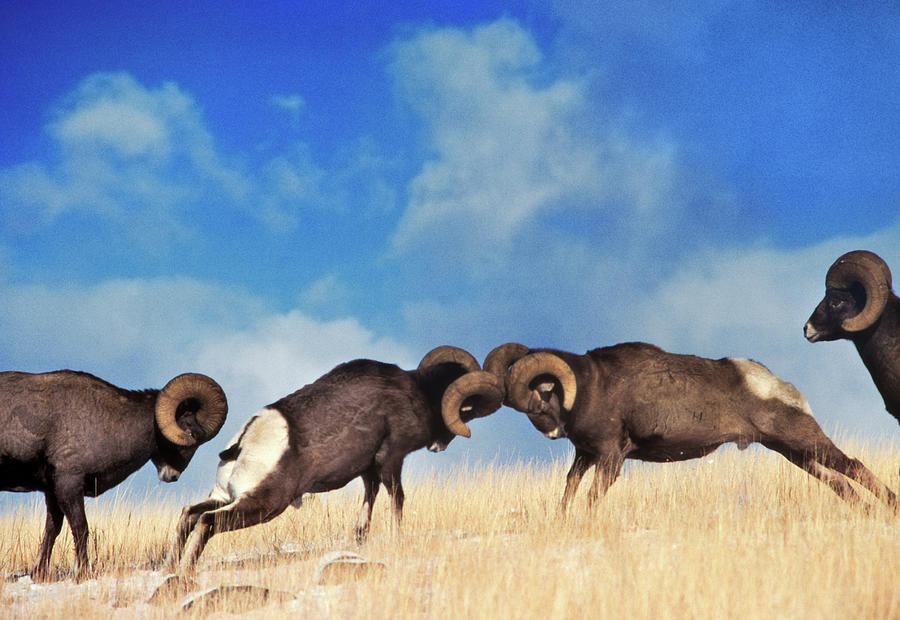 Animal Photograph - Bighorns Sheep Ovis Canadensis Rams by Animal Images