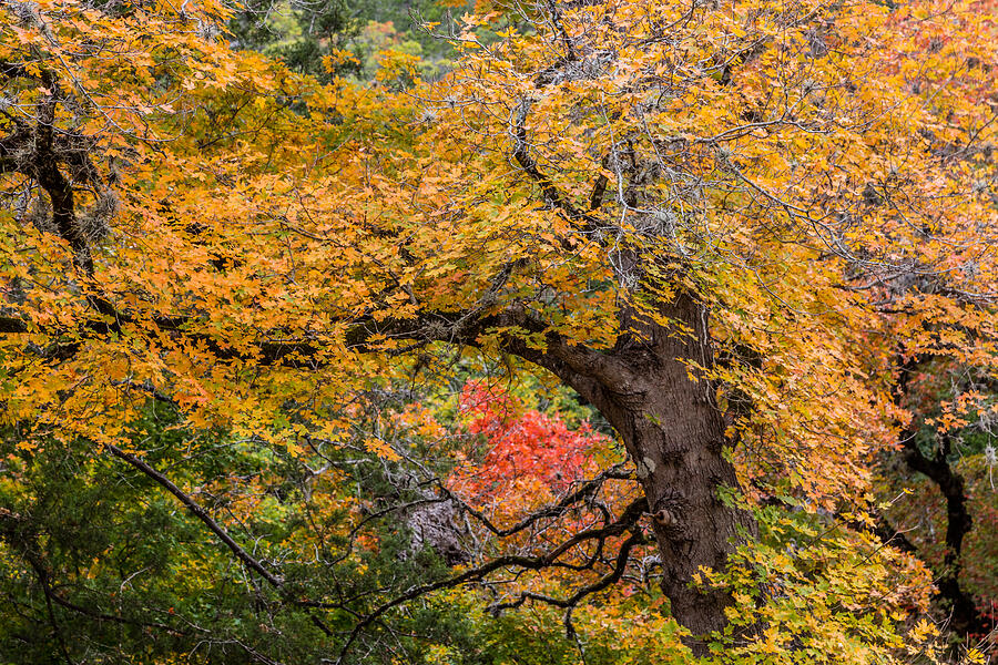 Bigtooth Maples Turning Colors Photograph by Steven Schwartzman