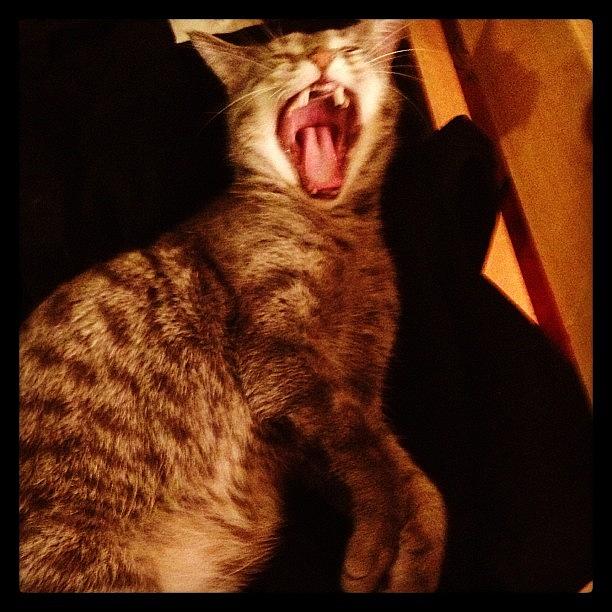 Cute Photograph - #bigyawn 😍😮 #cute #kitty #yawn by Katrina A