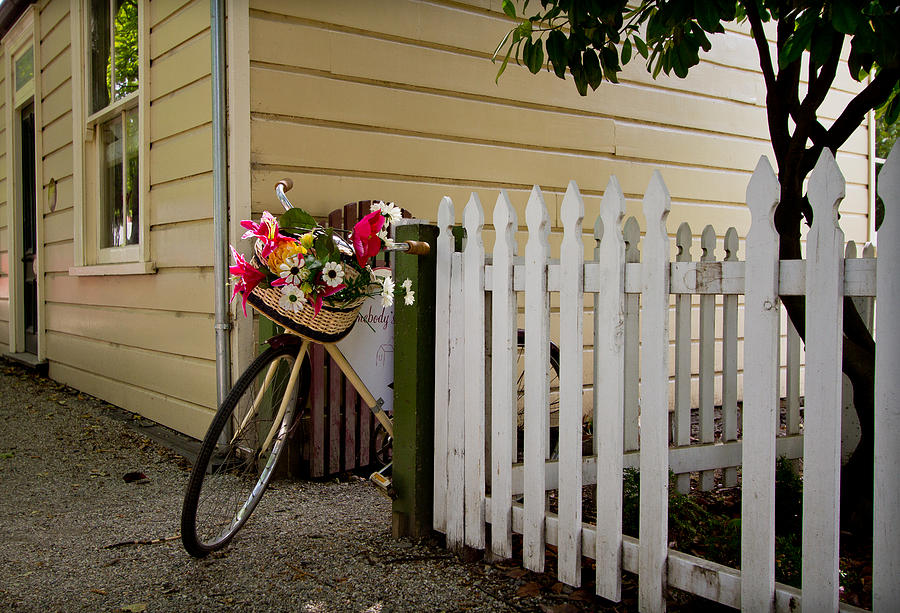 Flower Photograph - Bike and fence by Jenny Setchell