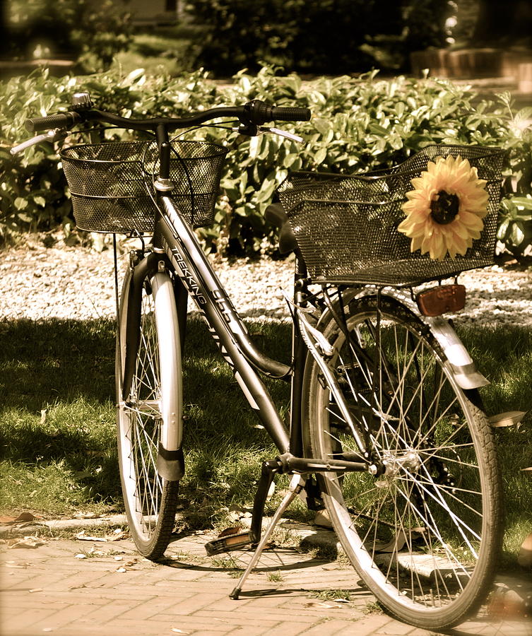 Bike of Italy Photograph by Teresa Tilley