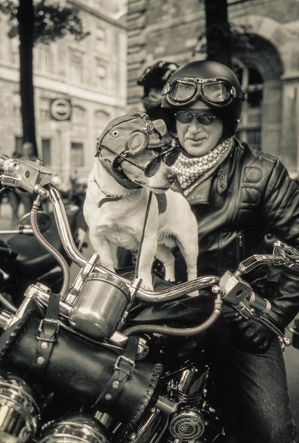 Biker Dog and Freind Photograph by Matthew Pace