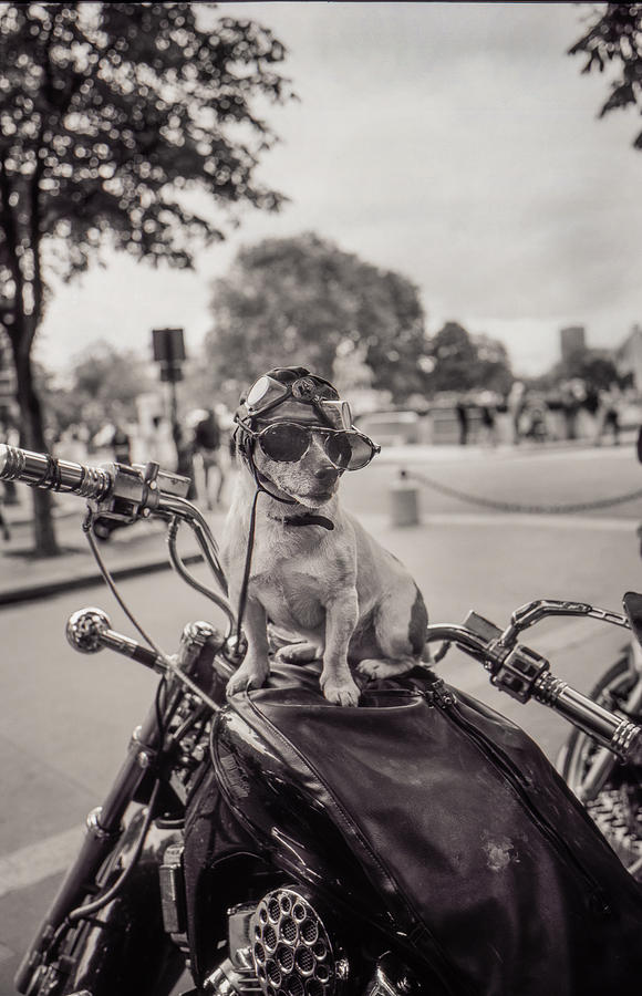 Biker Dog Photograph by Matthew Pace