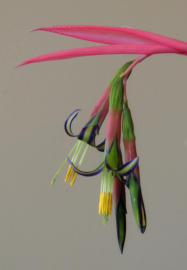 Bromeliad Flower Photograph - Bilbergia Nutans Study by Denise Clark