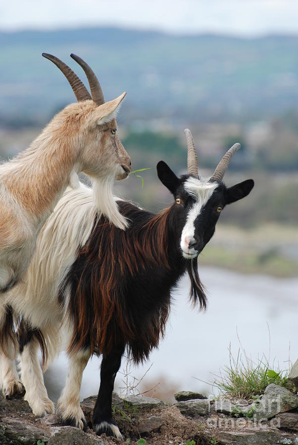 Bilberry goats Photograph by Joe Cashin