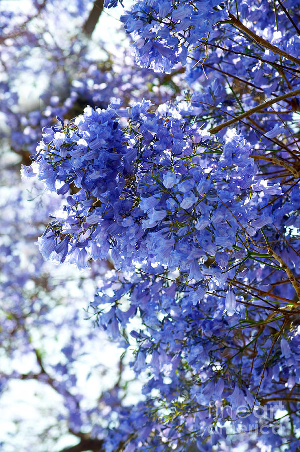 Billowy Jacaranda Blossom Photograph by Gwyn Newcombe