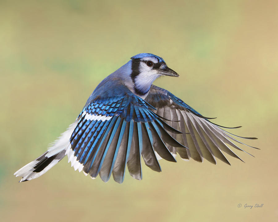 Nature Photograph - Billy Blue Jay by Gerry Sibell