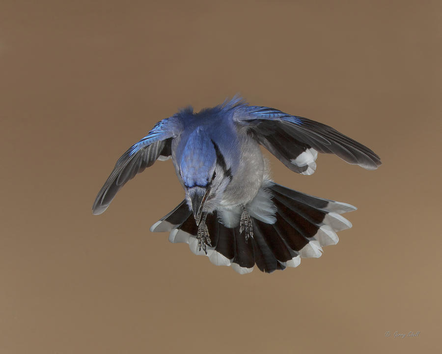 Billy Blue Jay the Raptor Wannabe Photograph by Gerry Sibell