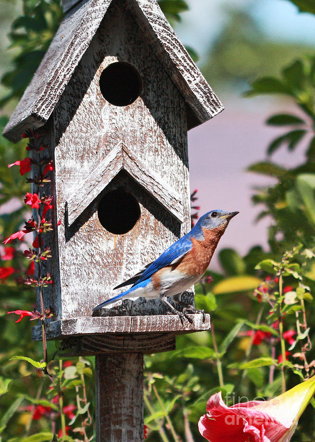 Billy Bluebird at Home Photograph by Luana K Perez