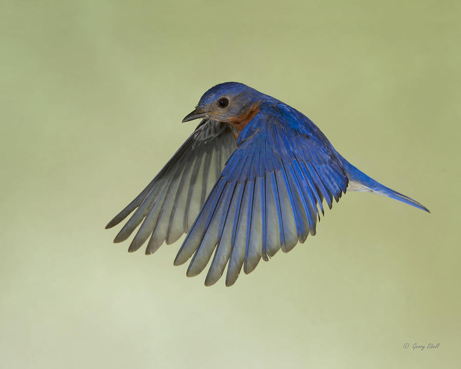 Billy Bluebird Photograph by Gerry Sibell