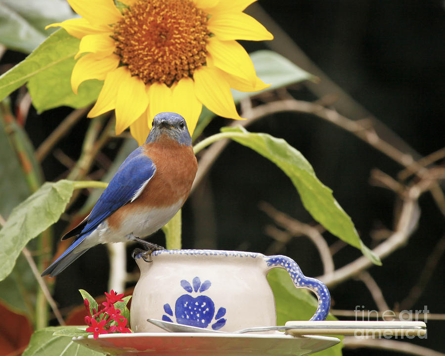 Bluebird Photograph - Billy Bluebird having Latte by Luana K Perez