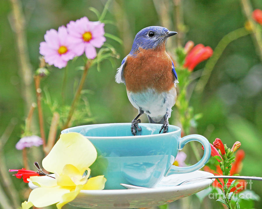 Billy Bluebird Having Tea Photograph by Luana K Perez