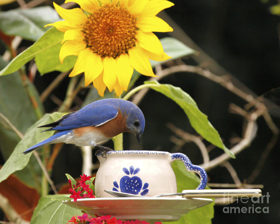 Bluebird and Tea Cup Photograph by Luana K Perez