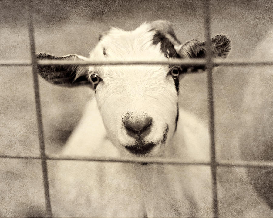 Goat Photograph - Billy G by Amy Tyler